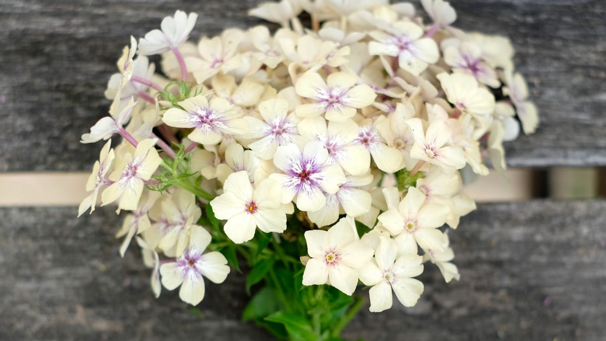 Saatgut, Blumensamen, Schnittblumen