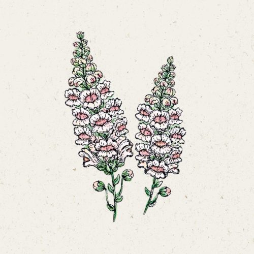 Saatgut, Blumensamen, Schnittblumen, Illustration Rekersdrees