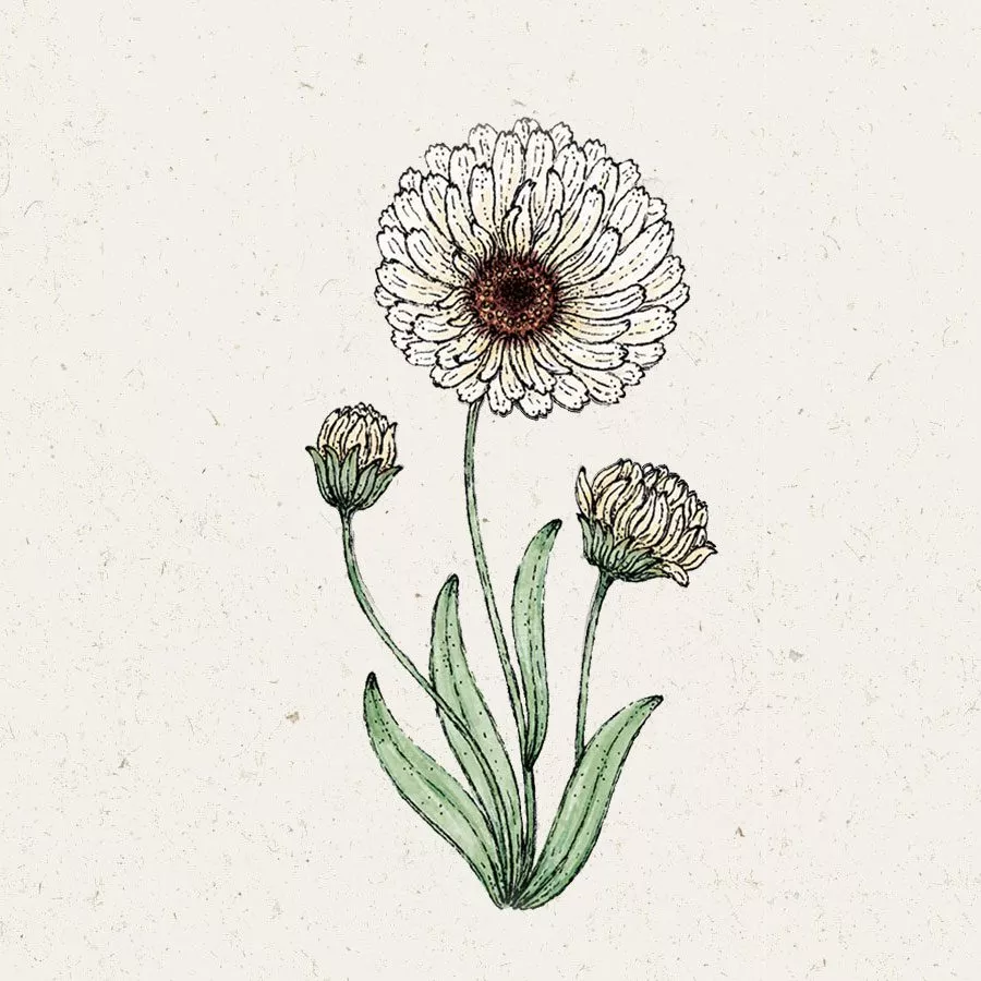 Saatgut, Blumensamen, Schnittblumen, Illustration Rekersdrees