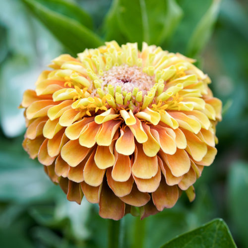 Zinnia elegans 'Queen Lime Orange' Zinnie, Saatgut, Blumensamen, Einjährige, Schnittblume