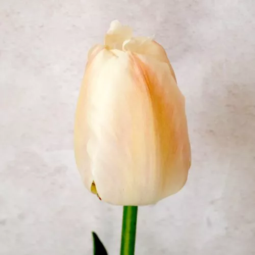 TULPE ‘APRICOT PRIDE’ Blumenzwiebel