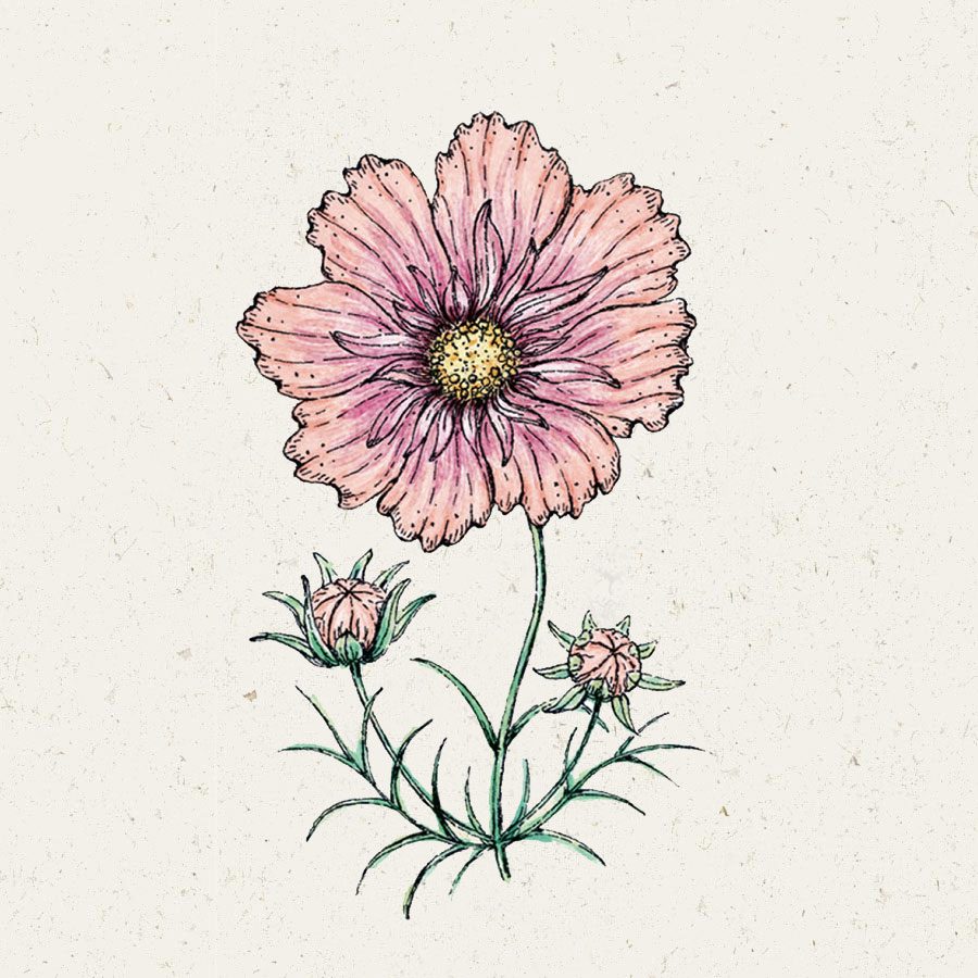 Saatgut, Blumensamen, Schnittblumen, Illustration Rekersdrees