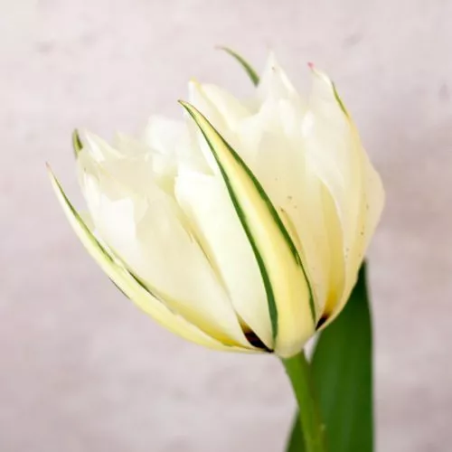 TULPE ‘EXOTIC EMPEROR’ Blumenzwiebel