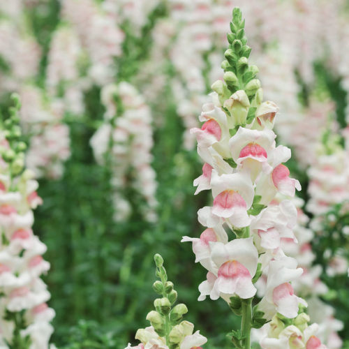 ANTIRRHINUM MAJUS ‘APPLEBLOSSOM’ (LÖWENMÄULCHEN) Saatgut Blumensamen Anzucht Ansaat