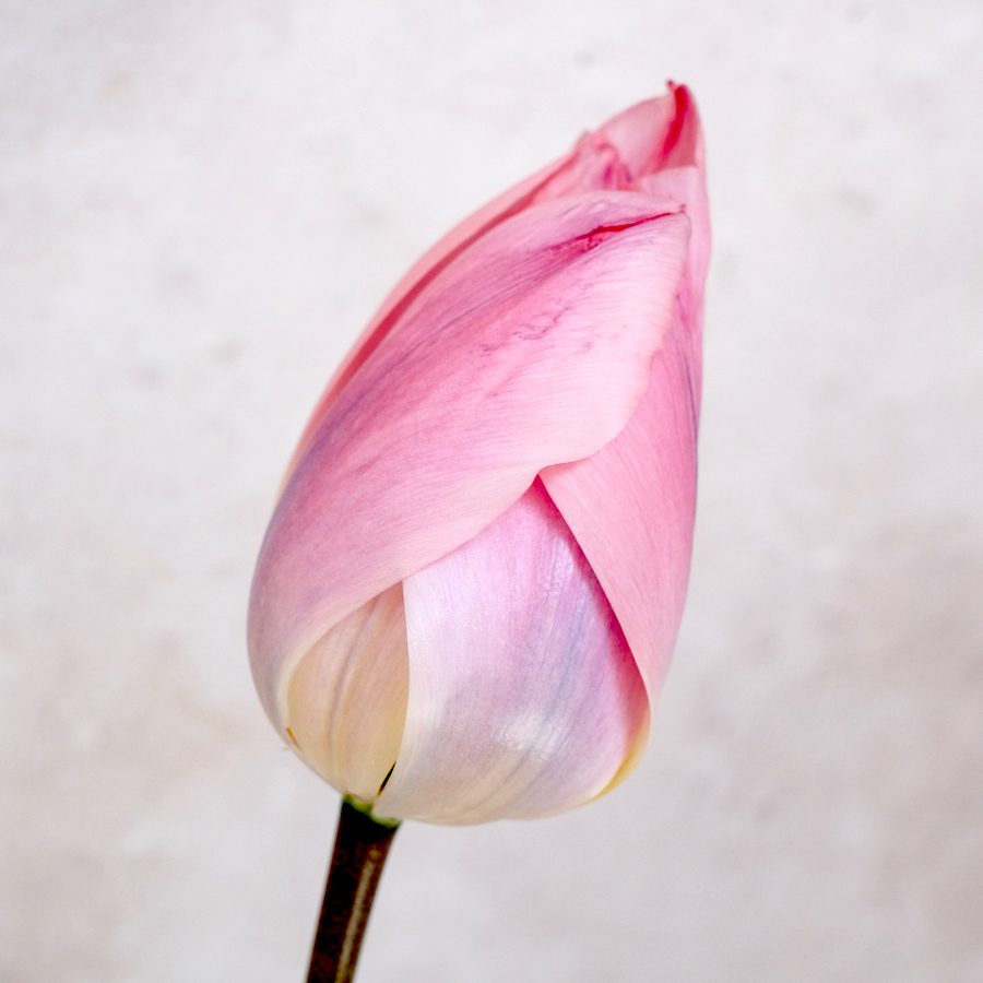 12+ Light And Dreamy Tulip