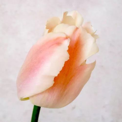 TULPE ‘SALMON VAN EIJK’ Blumenzwiebel