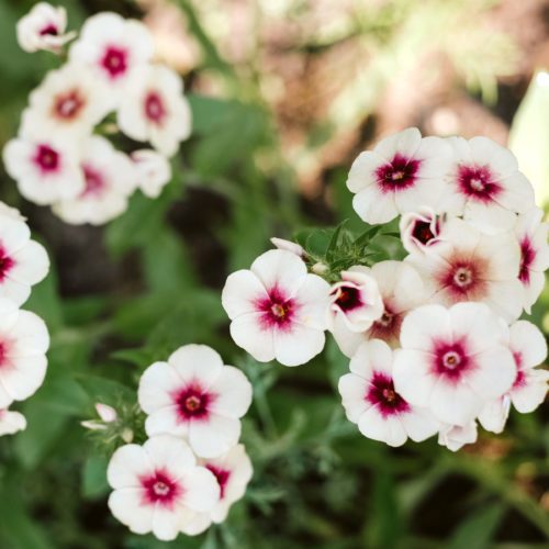 Saatgut, Blumensamen, Schnittblumen