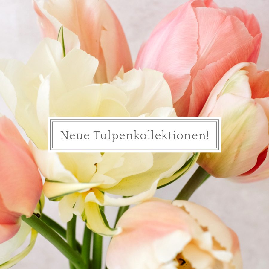 Neue Tulpenkollektionen