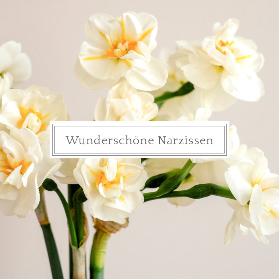 Wunderschöne Narzissen