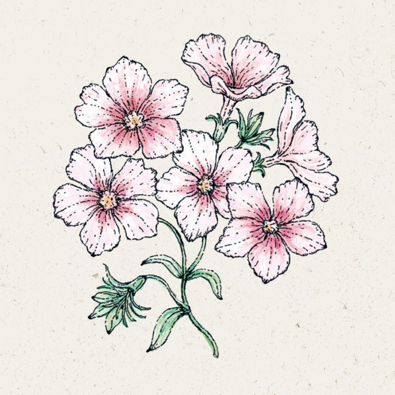 Saatgut, Blumensamen, Illustration Rekersdrees, Schnittblumen