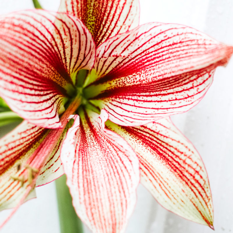 Amaryllis, Ritterstern, Blumenzwiebeln