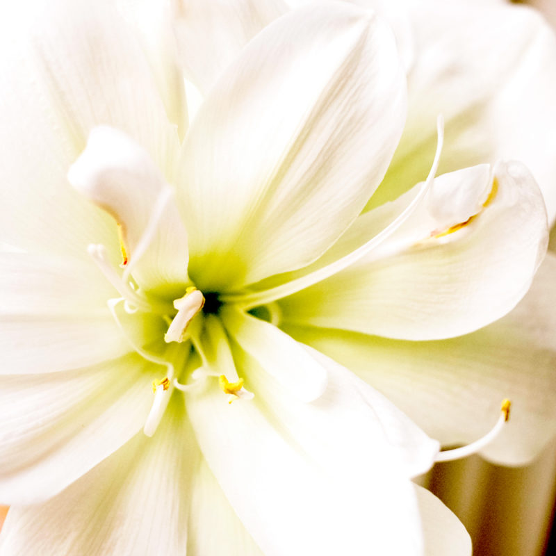 Amaryllis, Ritterstern, Blumenzwiebeln