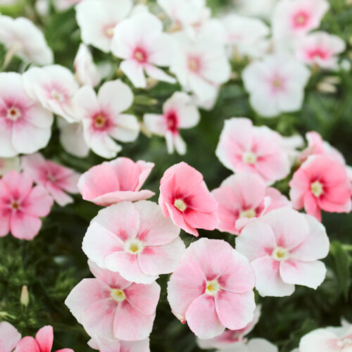 Phlox drummondii ‘Blushing Bride’ (Sommer-Phlox)