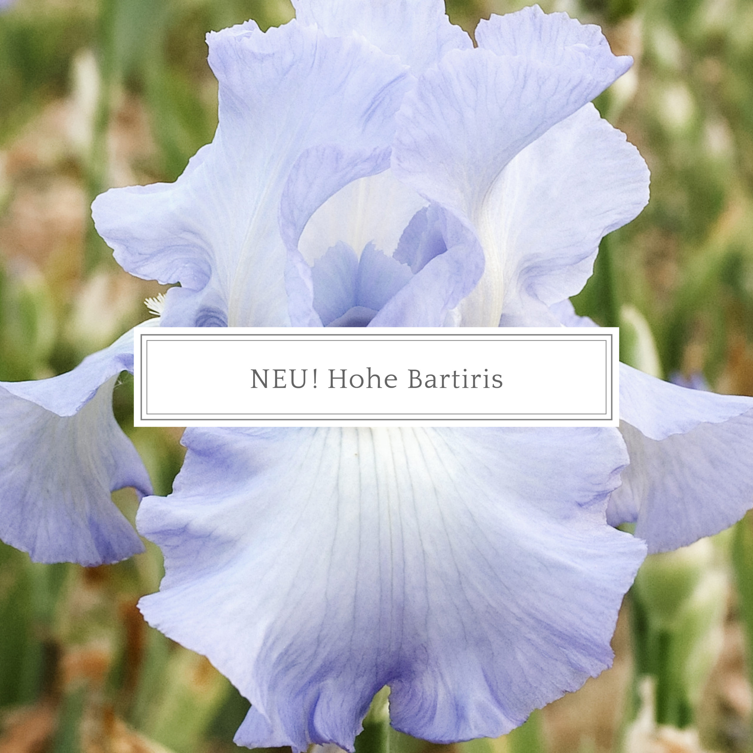 Hohe Bartiris