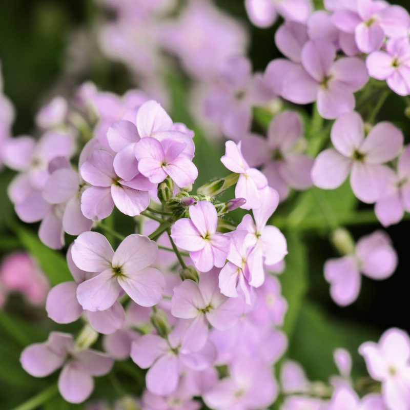 Hesperis matronalis Nachtviole Staude