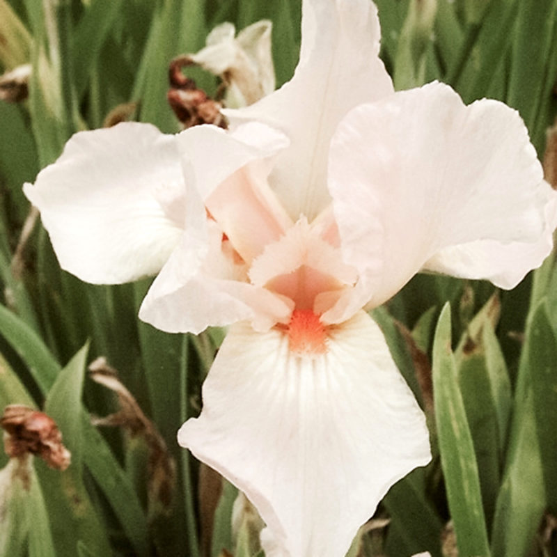 IRIS BARBATA-ELATIOR ‘PINK EMPRESS’ (SCHWERTLILIE)