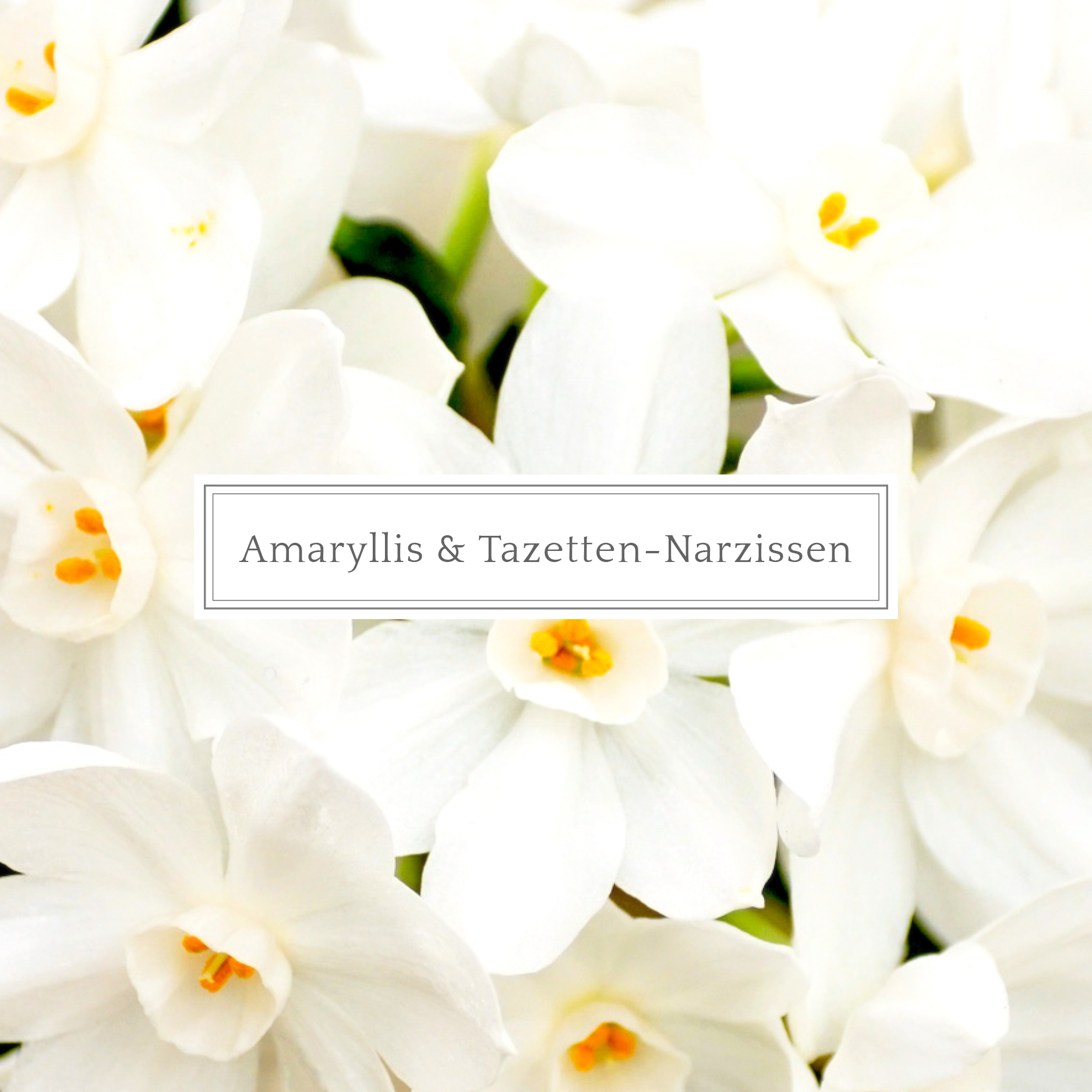 Amaryllis & Tazetten-Narzissen