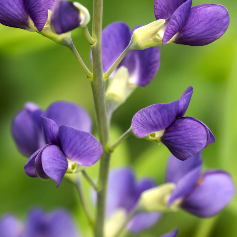 BAPTISIA AUSTRALIS (INDIGIO-LUPINE) Staude, Mehrjährige Pflanze