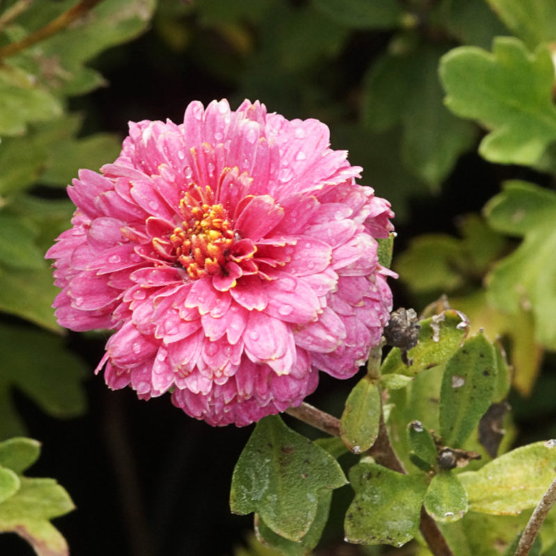 CHRYSANTHEMUM X HORTORUM ‘ANASTASIA’ (WINTERASTER)