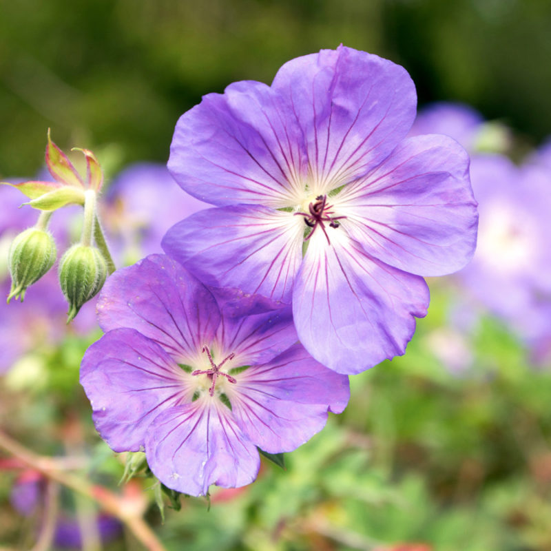 GERANIUM HYBRIDE ‘ROZANNE’ ® (STORCHSCHNABEL) Staude