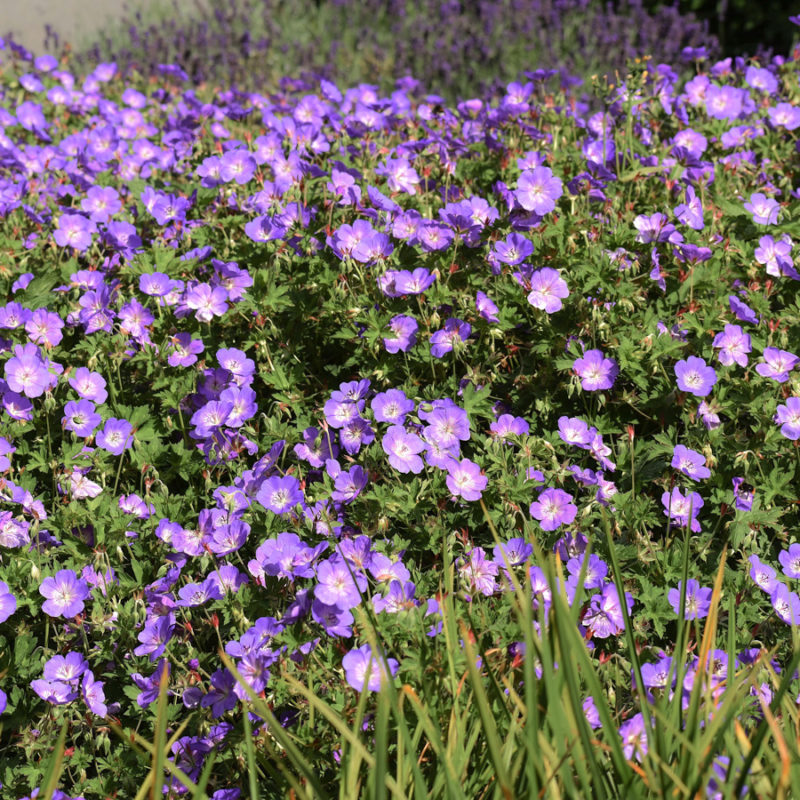 GERANIUM HYBRIDE ‘ROZANNE’ ® (STORCHSCHNABEL) Staude