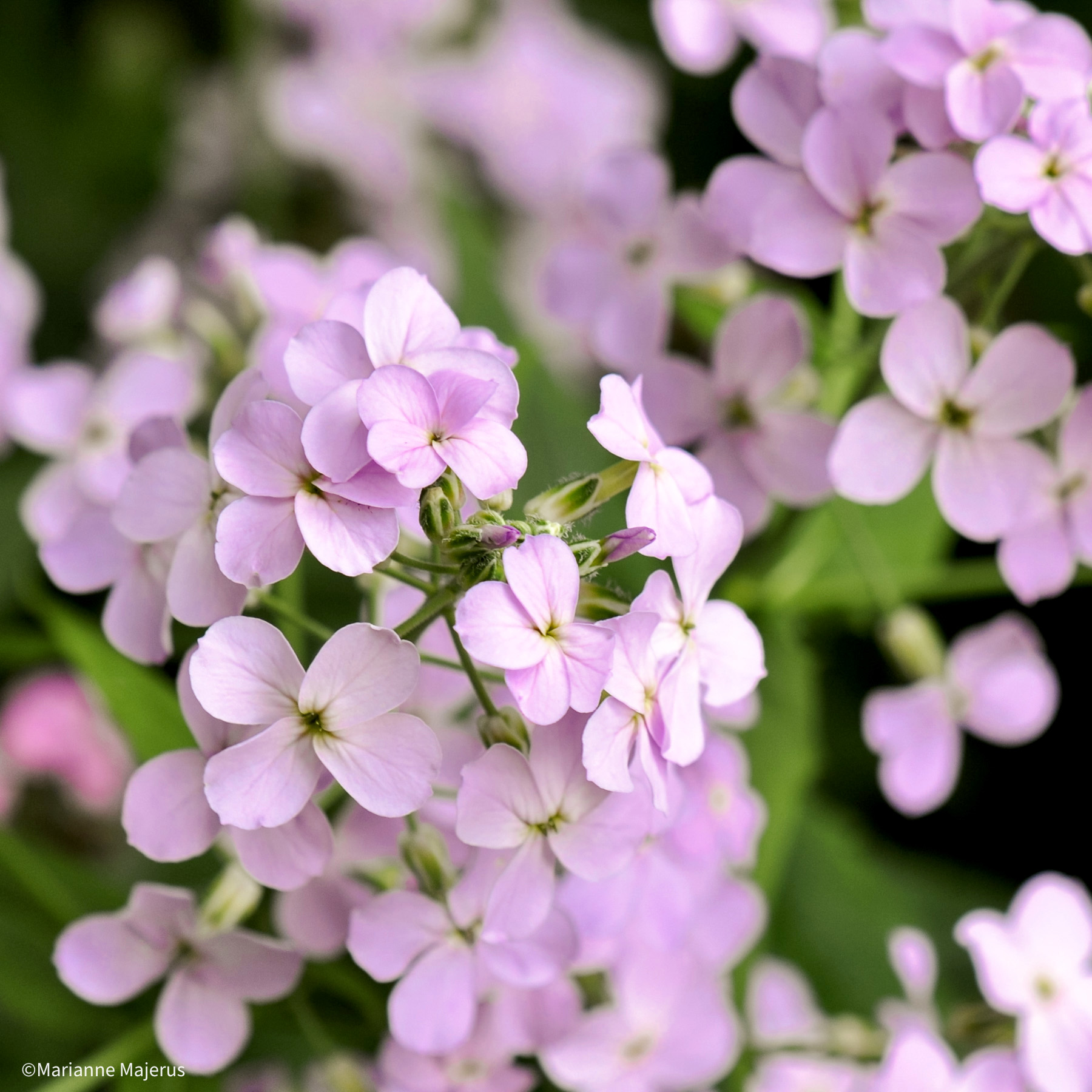 Hesperis matronalis (Sweet Rocket) | Jora Dahl