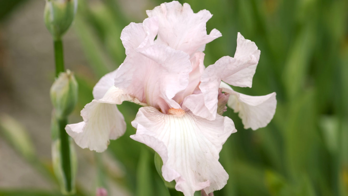 Iris Jora Dahl Gärten und Pflanzungen