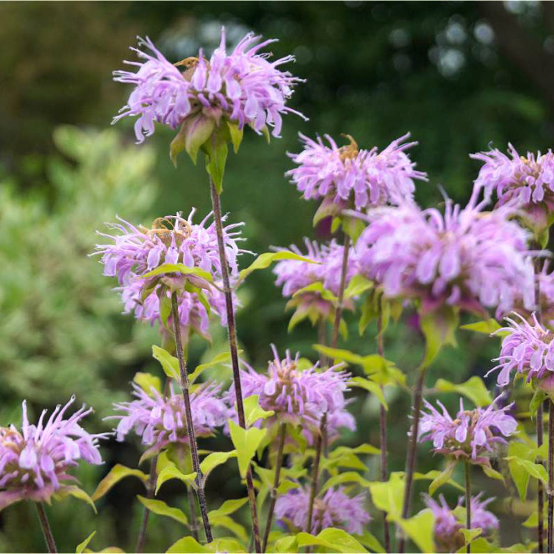 MONARDA FISTULOSA-HYBR. ‘ELSIES LAVENDER’ (INDIANERNESSEL) Staude, Mehrjährige Pflanze