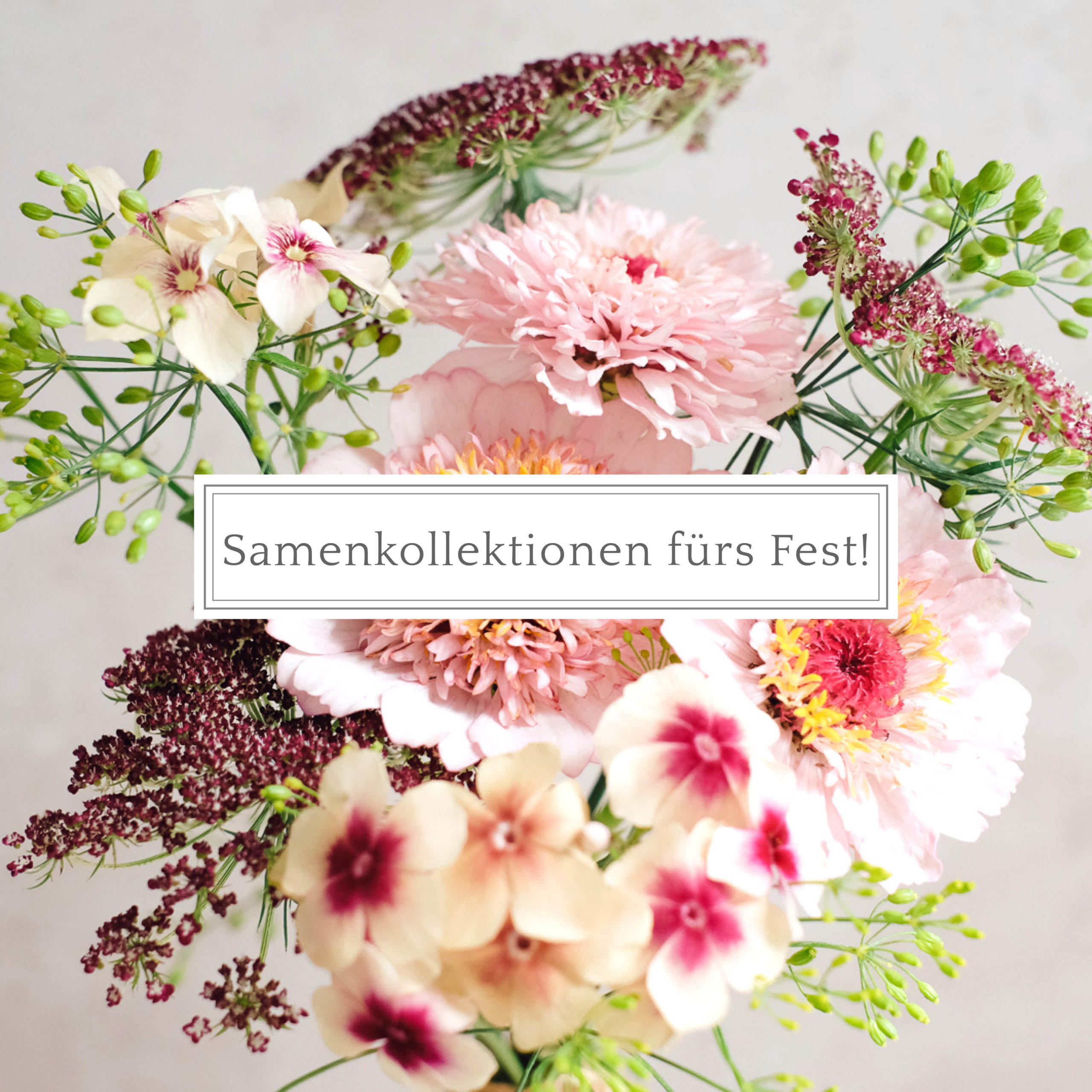 Samenkollektionen fürs Fest