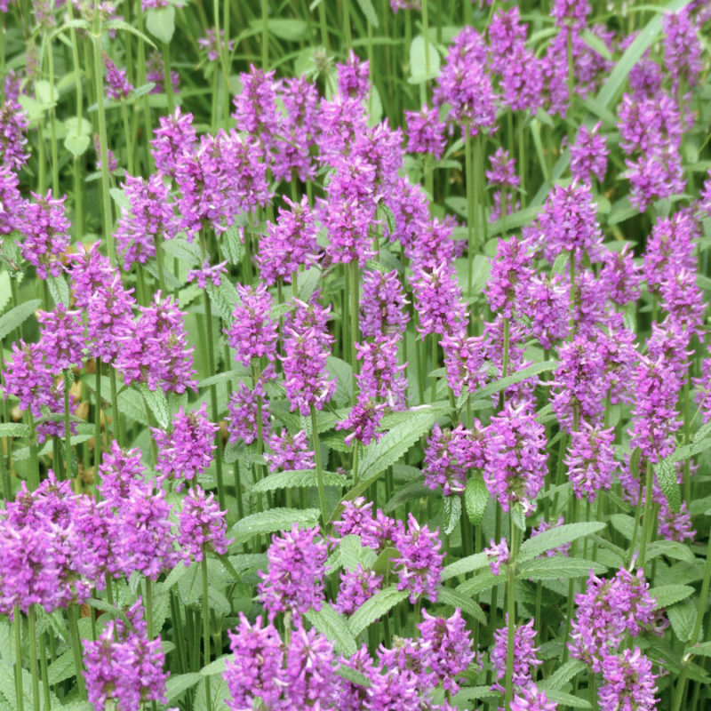 STACHYS MONNIERI ‘HUMMELO’ (DICHTBLÜTIGER ZIEST) Staude