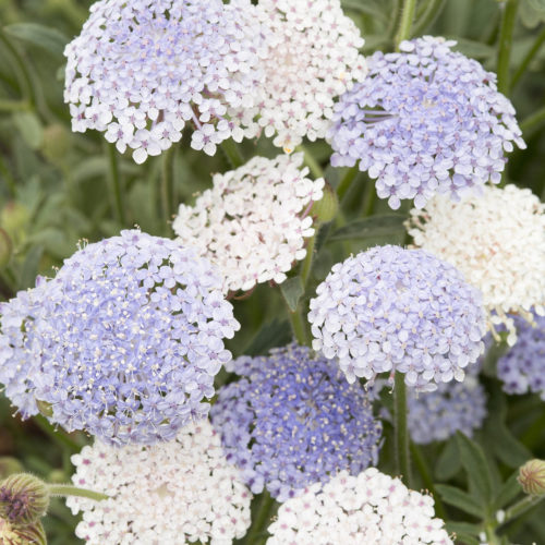 Didiscus caeruleus 'Lace Mixture' Blaudolde, Blumensamen, Saatgut, Einjährige, Schnittblume