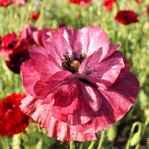 Papaver rhoeas 'Pandora' Klatschmohn, Blumensamen, Saatgut, Samentütchen, Einjährige, Cool Flower