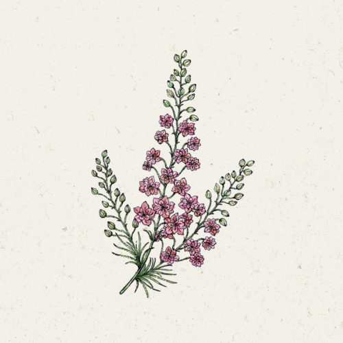Saatgut, Blumensamen, Einjährige, Cool Flower, Schnittblume, Trockenblume, Illustration Rekersdrees