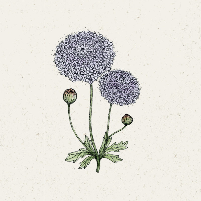 Didiscus caeruleus 'Lace Mixture' Blaudolde, Blumensamen, Saatgut, Einjährige, Schnittblume, Illustration Rekersdrees