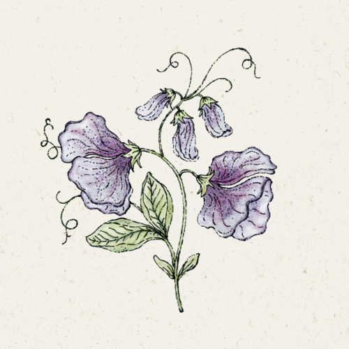 Duftwicke, Blumensamen, Saatgut, Einjährige, Illustration Rekersdrees