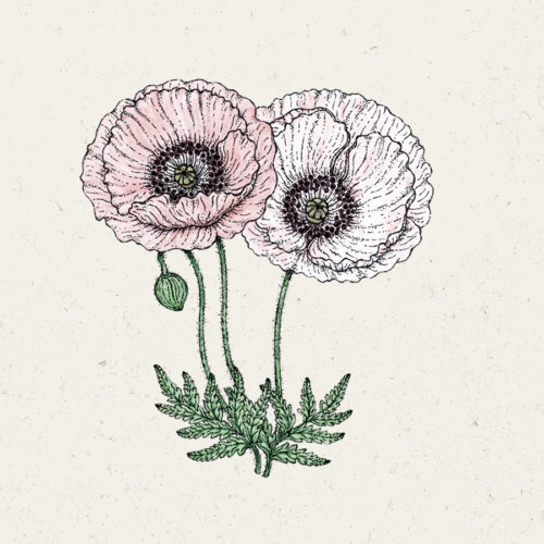 Klatschmohn, Blumensamen, Saatgut, Einjährige, Illustration Rekersdrees