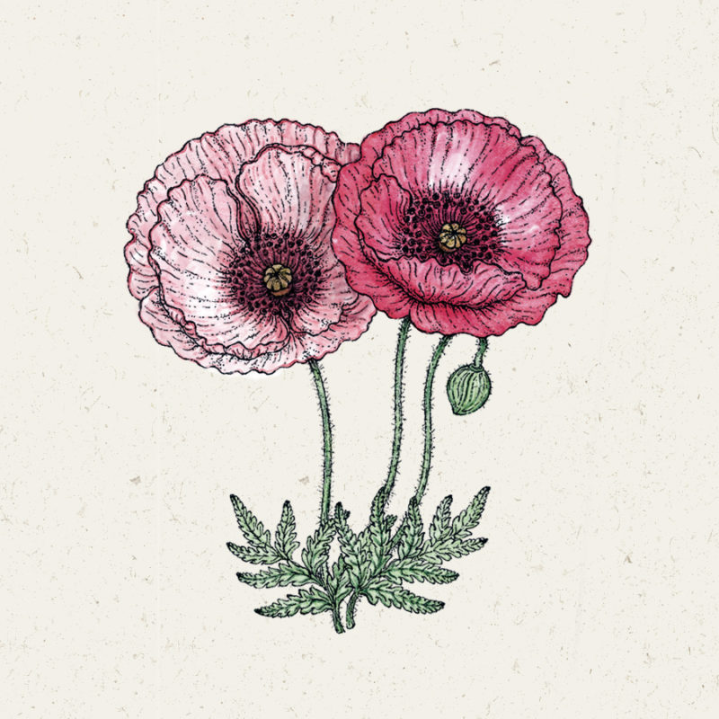 Klatschmohn, Blumensamen, Saatgut, Samentütchen, Einjährige, Cool Flower, Illustration Rekersdrees
