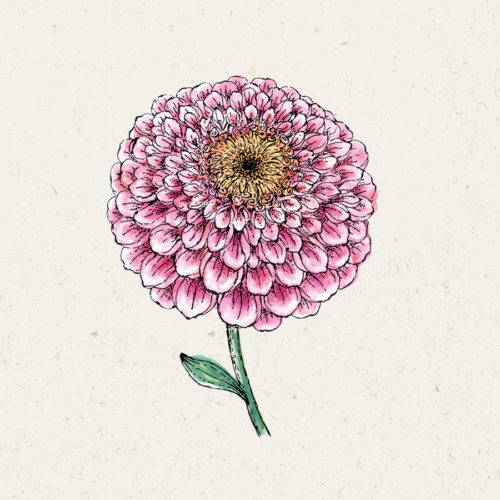 Zinnie, Blumensamen, Saatgut, Einjährige, Schnittblume, Illustration Rekersdrees