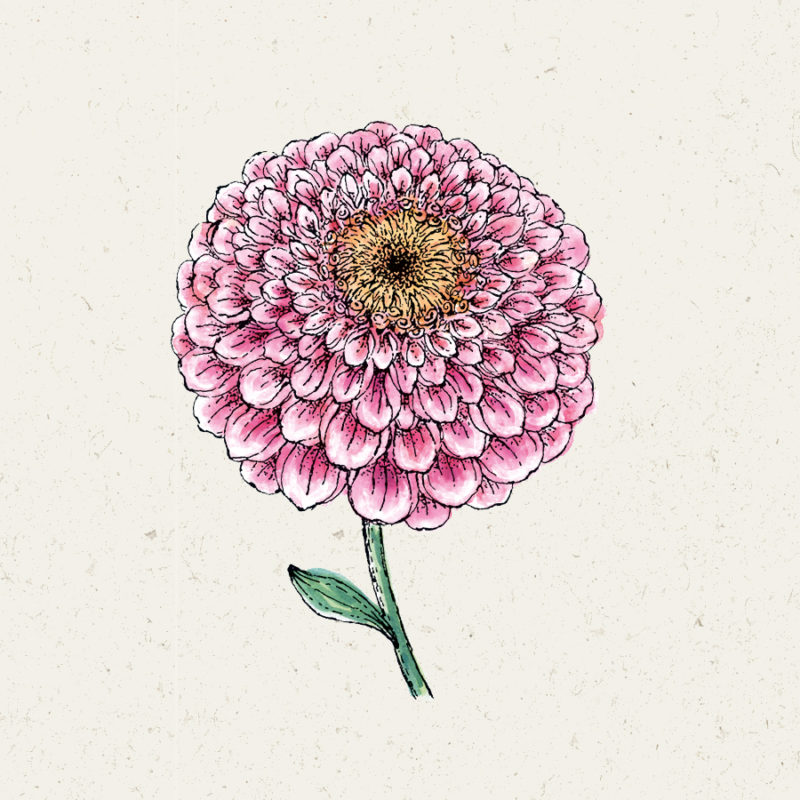 Zinnia elegans ‘Zahara Double Raspberry Ripple’ Zinnie, Blumensamen, Saatgut, Einjährige, Schnittblume, Illustration Rekersdrees