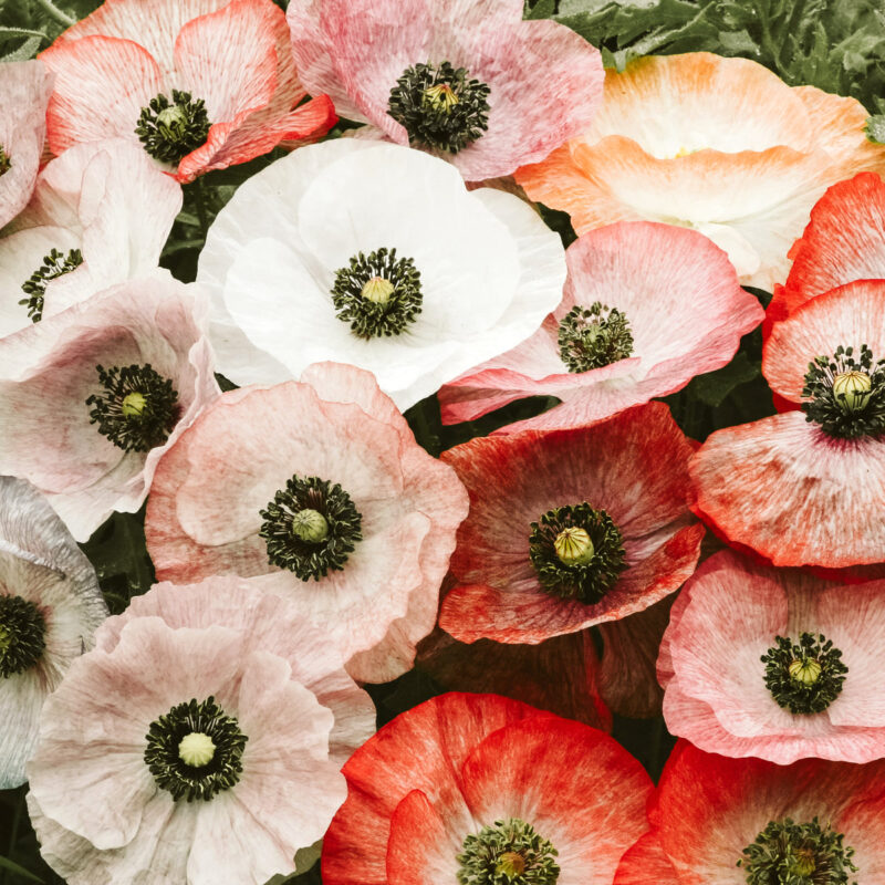 Blueten von Papaver rhoeas ‘Mother of Pearl’ (Klatschmohn)