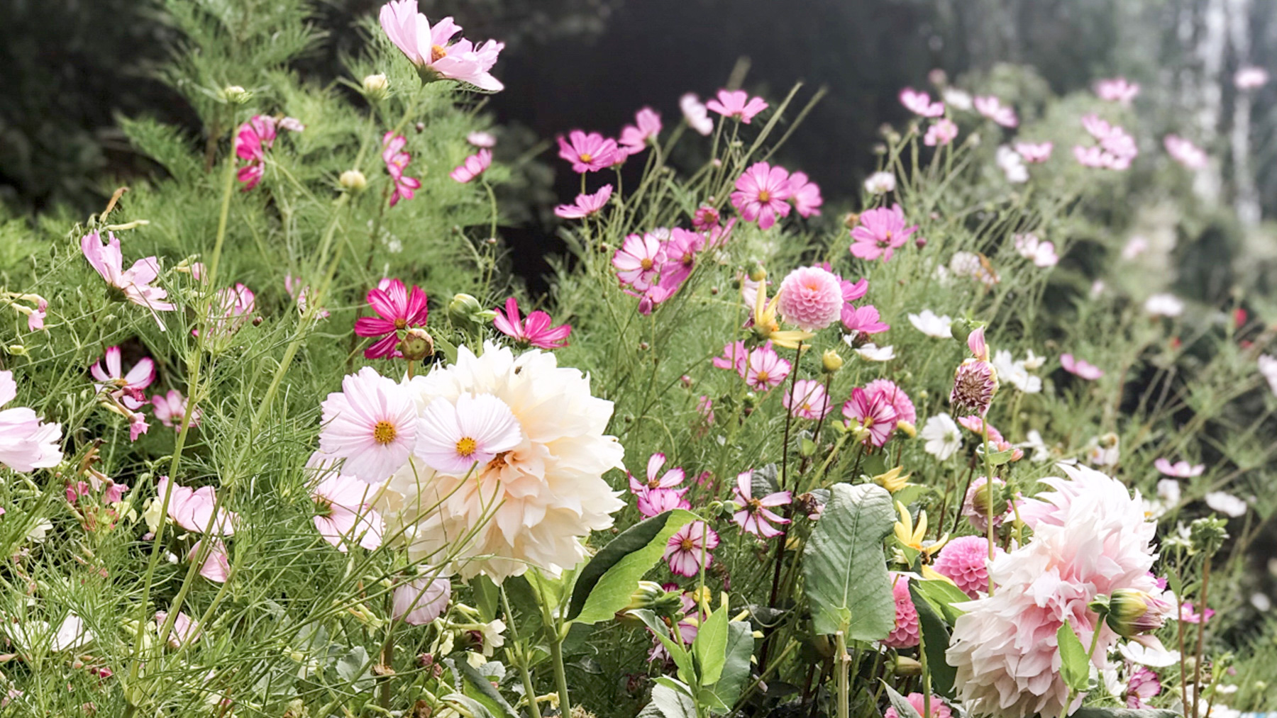 Kosmeen, Dahlien, Schnittblumen, Blumensamen