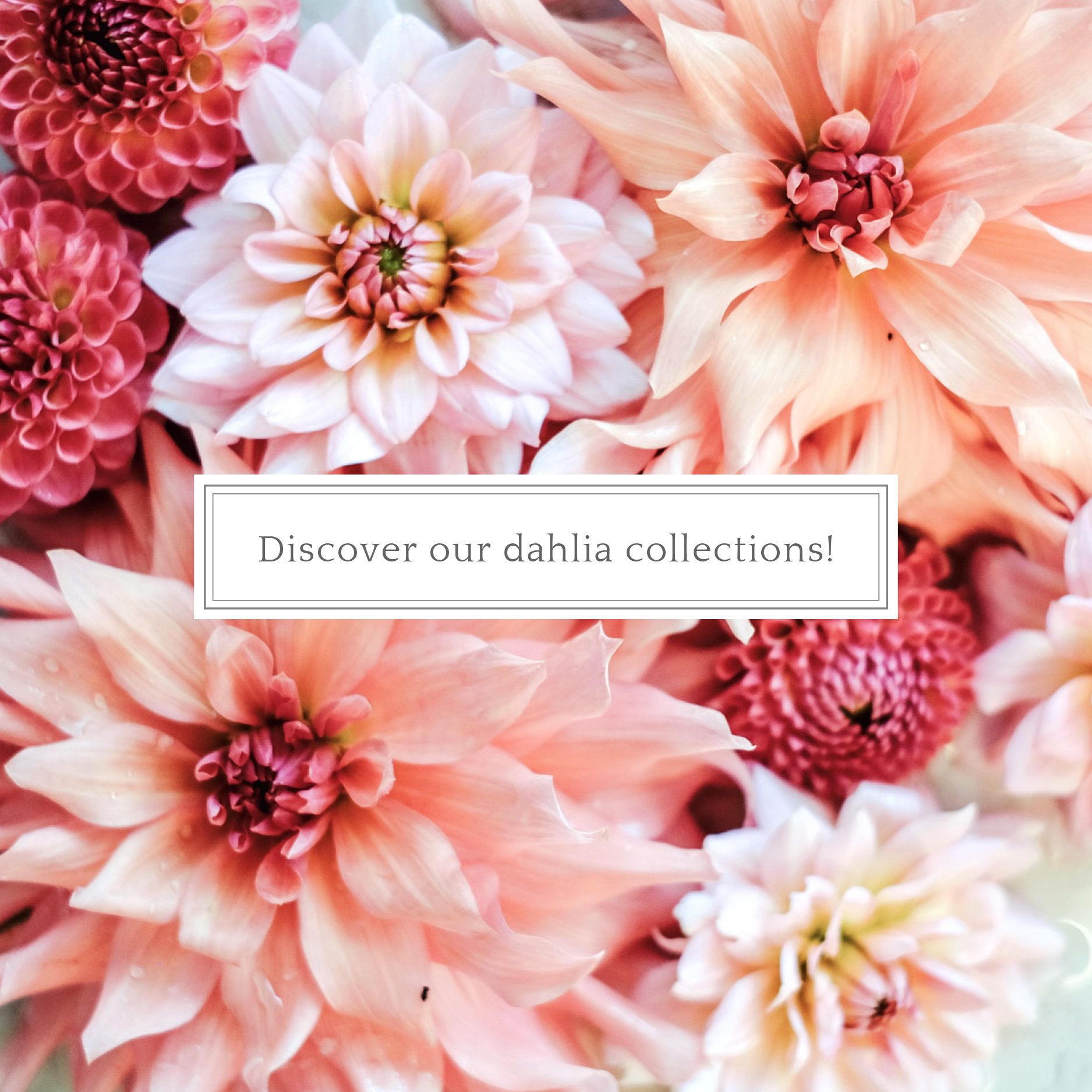 Discover dahlia collections