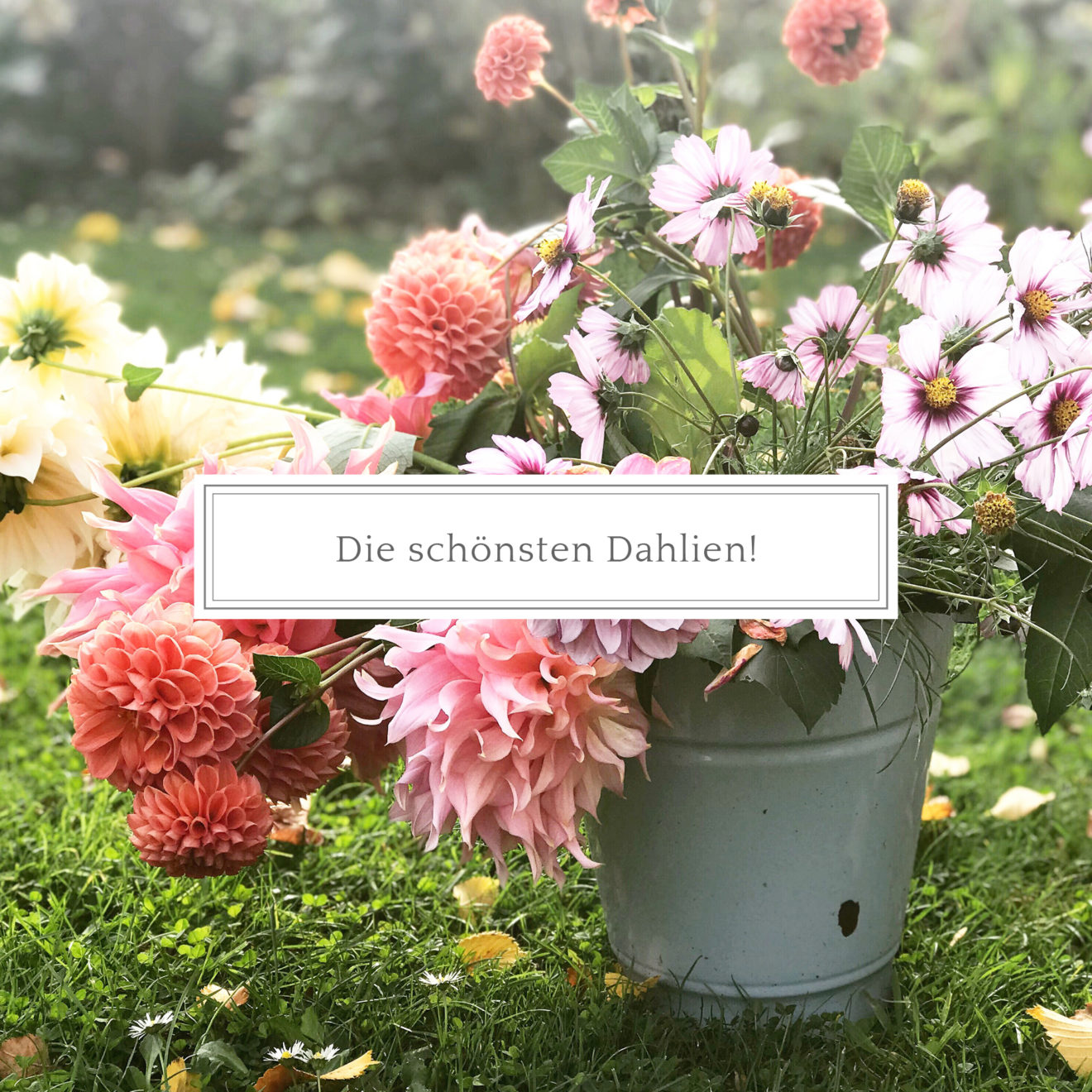 Eine kleine Anleitung zum Pflanzen, Pflegen und Überwintern von Dahlien