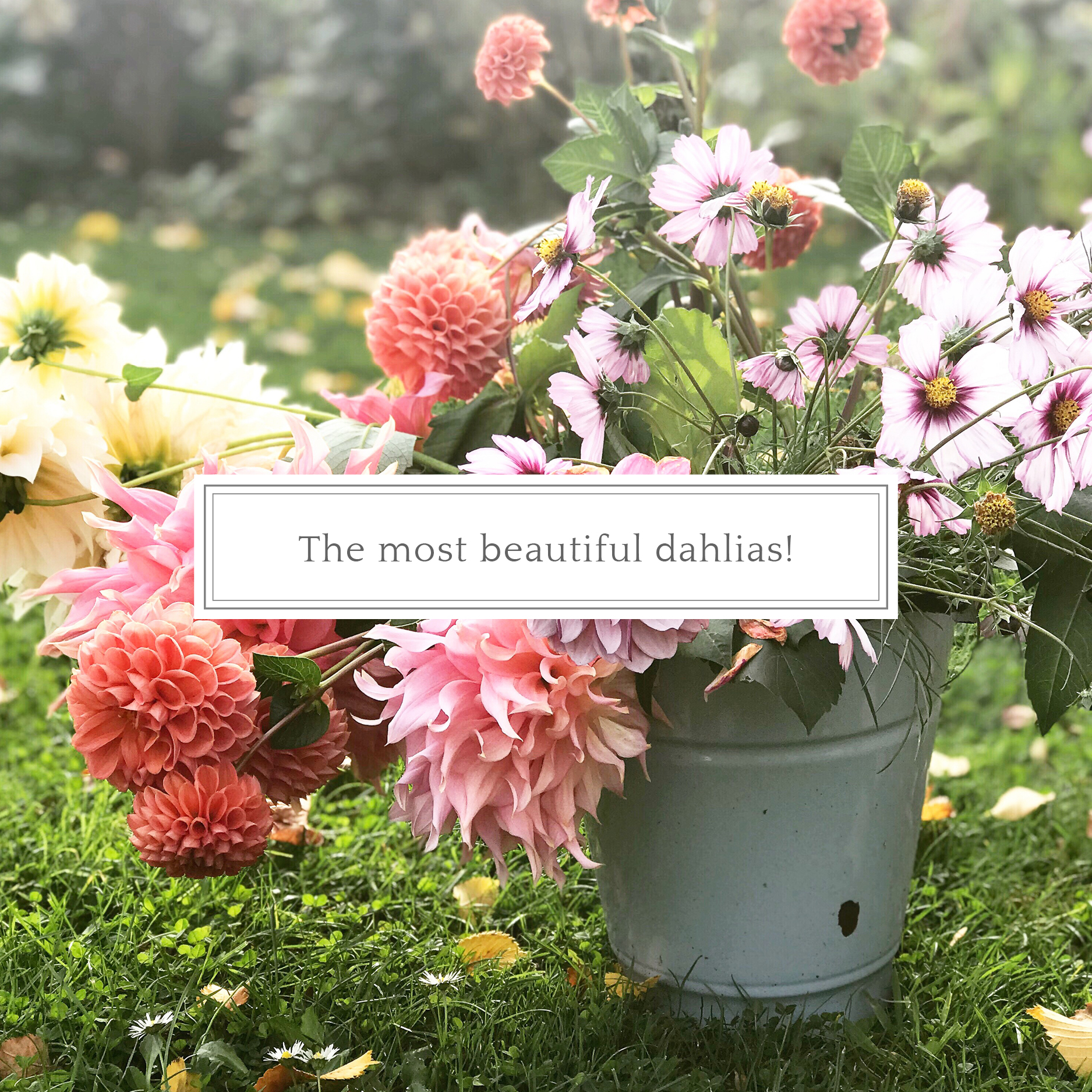 most beautiful dahlias