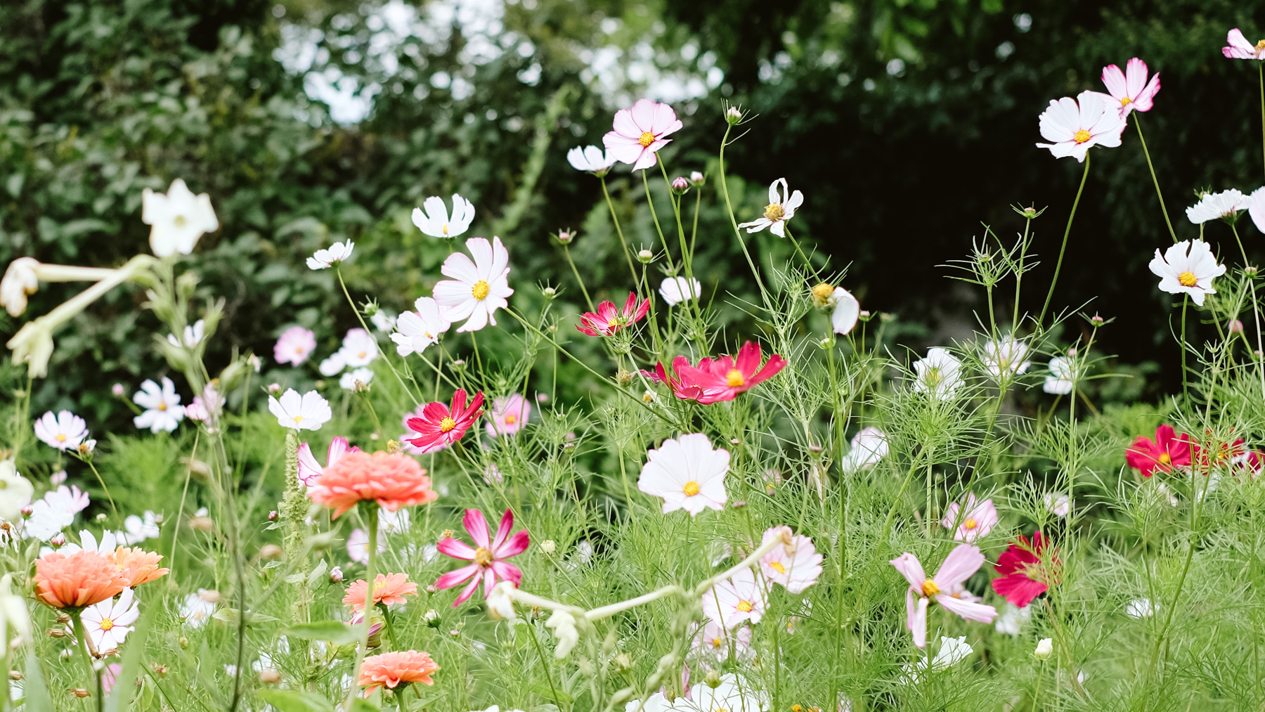 Schnittblumenwiese, Einjährige, Saatgut, Blumensamen, Kosmeen