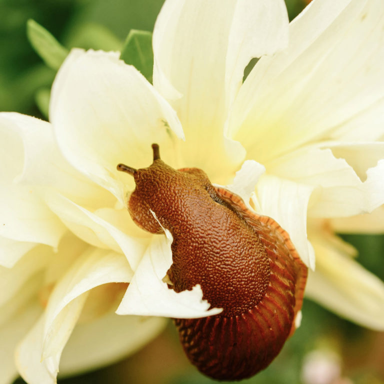 Eine kleine Anleitung zum Pflanzen, Pflegen und Überwintern von Dahlien