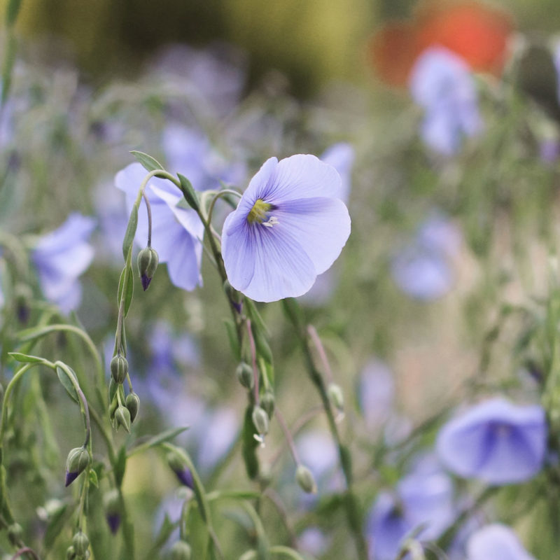 Linum perenne Stauden-Lein