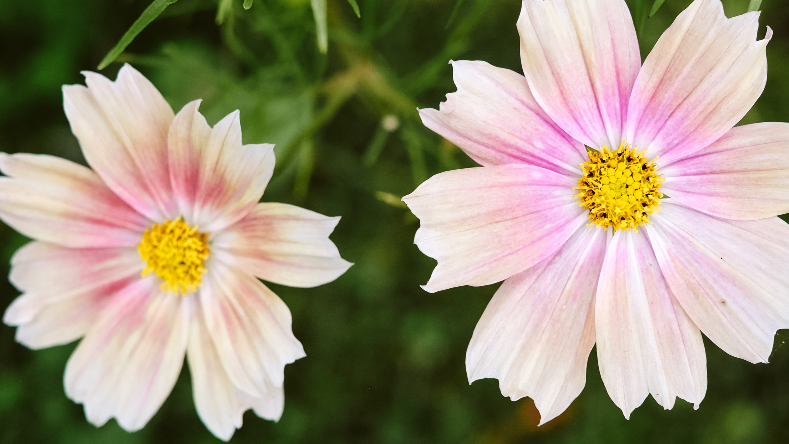 Kosmee | Saatgut, Blumensamen, Einjährige, Schnittblumen