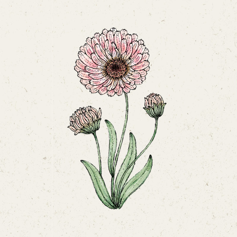 Ringelblume, Saatgut, Einjährige, Cool Flower, Illustration Rekersdrees