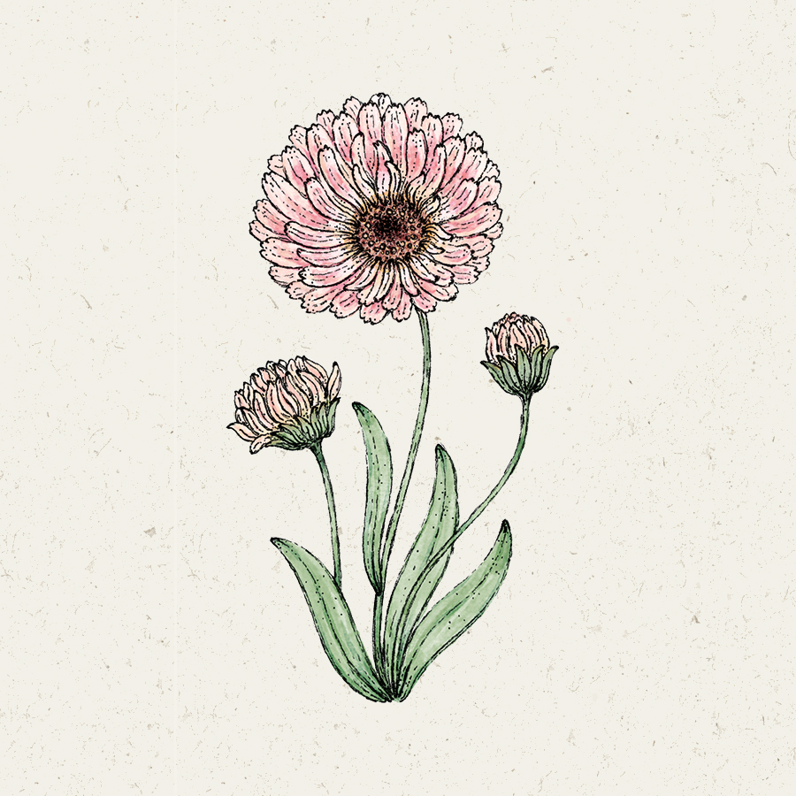 Ringelblume, Saatgut, Einjährige, Cool Flower, Illustration Rekersdrees